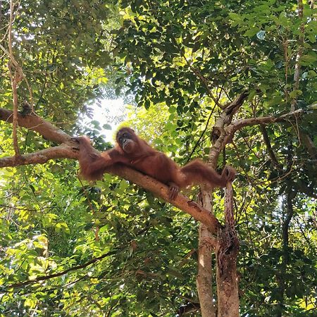 Asim Paris Guesthouse & Jungle Trekking Bukit Lawang Eksteriør bilde