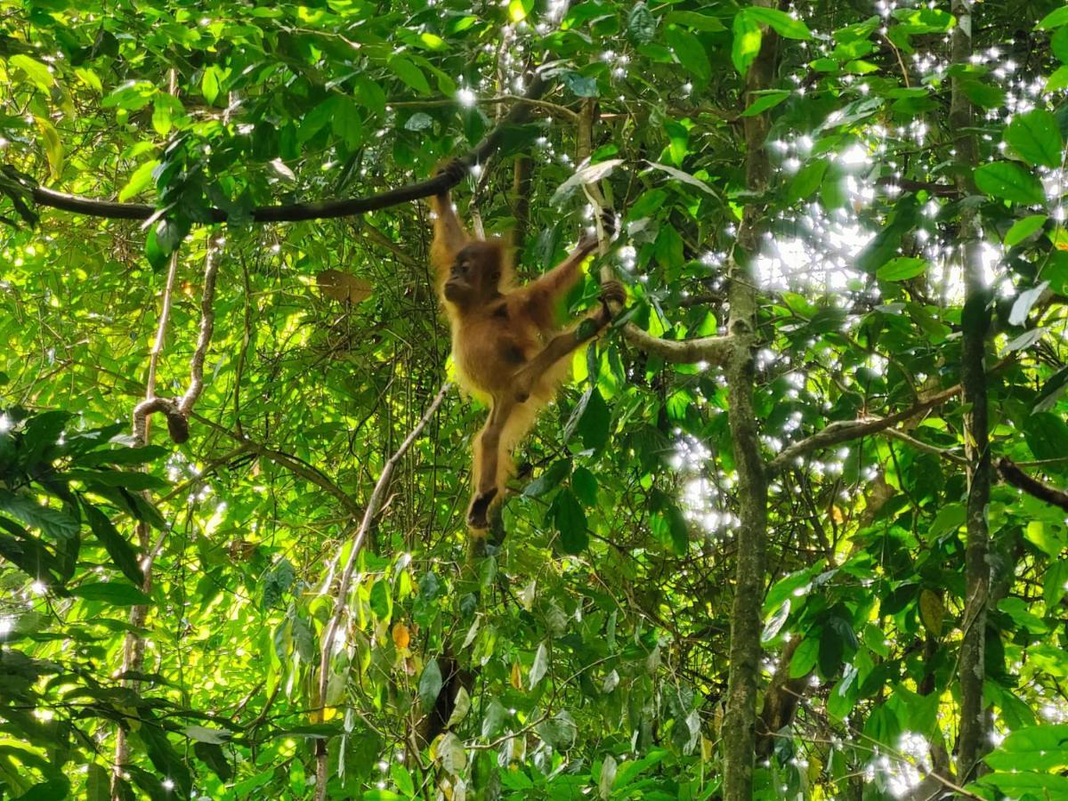 Asim Paris Guesthouse & Jungle Trekking Bukit Lawang Eksteriør bilde