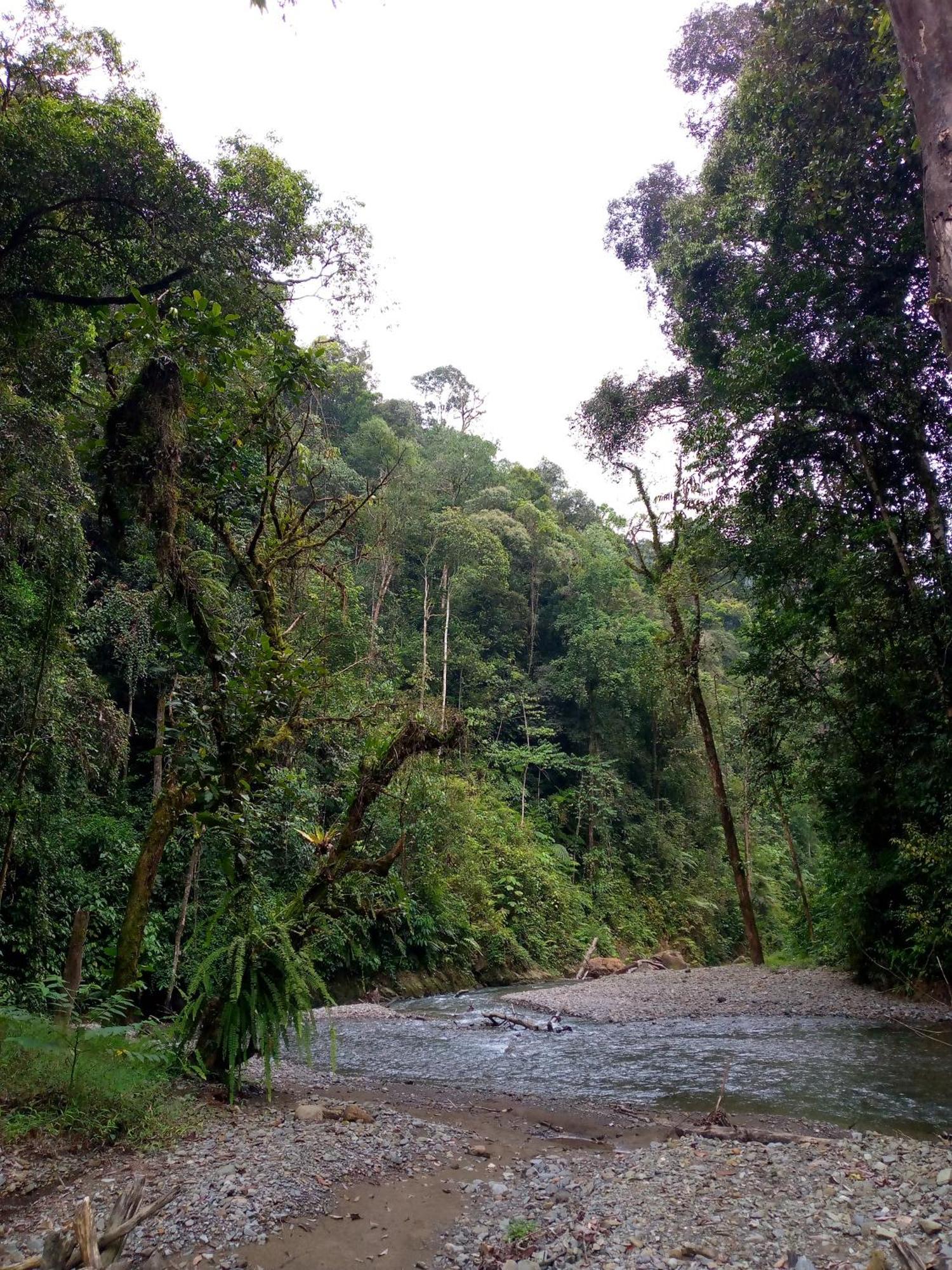 Asim Paris Guesthouse & Jungle Trekking Bukit Lawang Eksteriør bilde