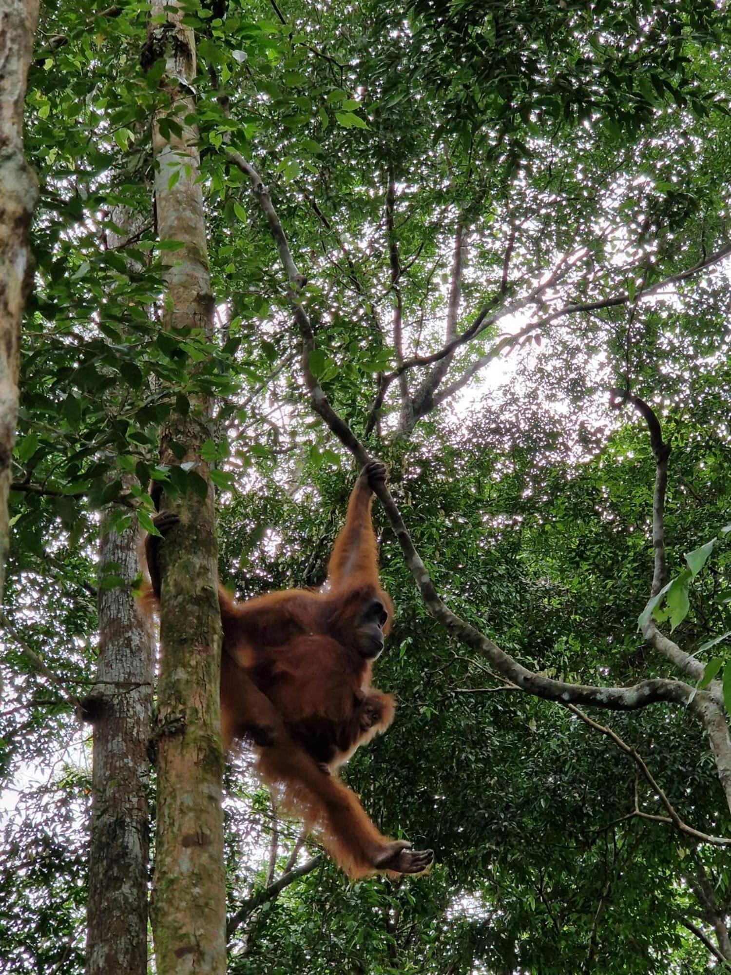 Asim Paris Guesthouse & Jungle Trekking Bukit Lawang Eksteriør bilde
